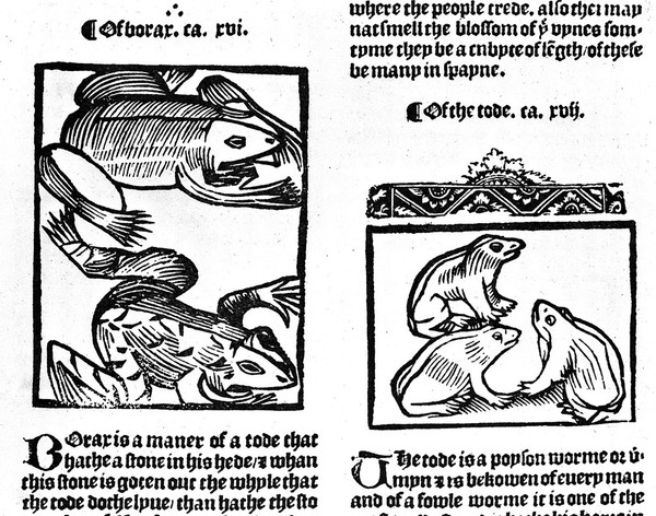 The noble lyfe & natures of man, of bestes, serpentys, fowles & fisshes yt be moste knowen / [Laurence Andrew].