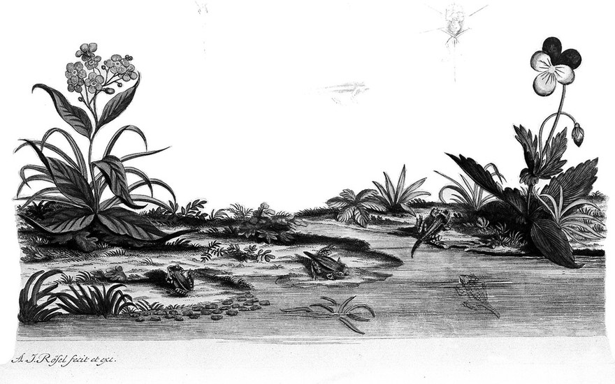 Historia naturalis ranarum nostratium in qua omnes earum proprietates, praesertim quae ad generalionem ipsarum pertinent, fusius enarrantur / Cum praefatione illustris viri Alberti v. Haller. Edidit accuratisque iconibus ornavit, Augustus Johannes Rosel von Rosenhof. Die natürliche Historie der Frösche hiesigen Landes, etc.