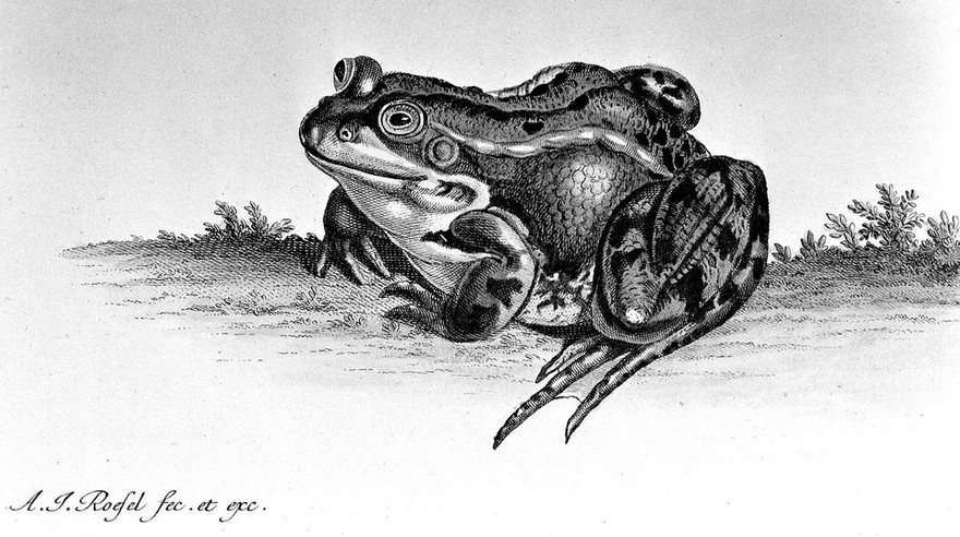 Historia naturalis ranarum nostratium in qua omnes earum proprietates, praesertim quae ad generalionem ipsarum pertinent, fusius enarrantur / Cum praefatione illustris viri Alberti v. Haller. Edidit accuratisque iconibus ornavit, Augustus Johannes Rosel von Rosenhof. Die natürliche Historie der Frösche hiesigen Landes, etc.