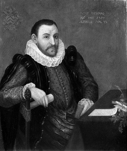 A man designated as John Gerard, surgeon and herbalist. Oil painting, ca. 1901 (?).