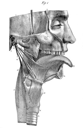 Anatomie de l'homme, ou description et figures lithographiées de toutes les parties du corps humain / par Jules Cloquet.