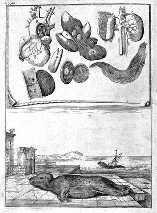 Memoirs for a natural history of animals. Containing the anatomical descriptions of several creatures dissected by the Royal Academy of Sciences at Paris / Englished by Alexander Pitfeild [!] ... To which is added an account of the measure of a degree of a great circle of the earth, published by the same Academy, and Englished by Richard Waller.