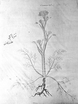 Codex Aniciae Iulianae picturis illustratus : nunc Vindobonensis Med. Gr. I. phototypice editus / Moderante Iosepho de Karabacek ... praefati sunt Antonius de Premerstein [and others] Accedit tabula lithographica.