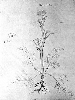 Codex Aniciae Iulianae picturis illustratus : nunc Vindobonensis Med. Gr. I. phototypice editus / Moderante Iosepho de Karabacek ... praefati sunt Antonius de Premerstein [and others] Accedit tabula lithographica.