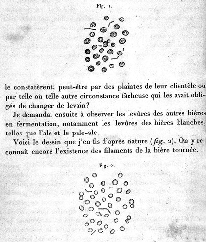 Études sur la bière : ses maladies, causes qui les provoquent, procédé pour la rendre inaltérable; avec une théorie nouvelle de la fermentation / par L. Pasteur.