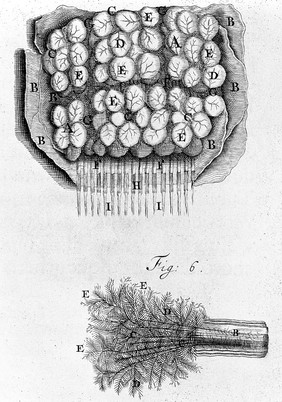 Anatomia humani corporis, 105 tabulis / per ... G. de Lairesse ... delineatis, demonstrata.