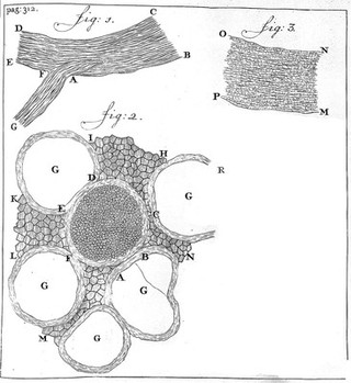 Epistolae physiologicae super compluribus naturae arcanis; ubi variorum animalium atque plantarum fabrica, conformatio, proprietates atque operationes, novis ... / experimentis illustrantur ... hactenus numquam editae.