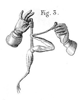 An account of the galvanic experiments performed by John Aldini on the body of a malefactor executed at Newgate Jan. 17, 1803. With a short view of some experiments which will be described in the author's new work now in press / [Giovanni Aldini].