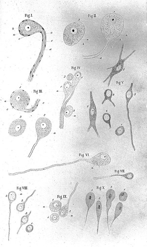 view Nerve cells.