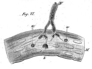 view Shows termination of nerve in muscle.