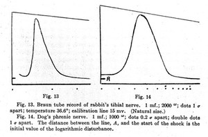 view "Action currents in mammalian nerves, demonstrated by cathode ray oscillograph", Erlanger and Gasser