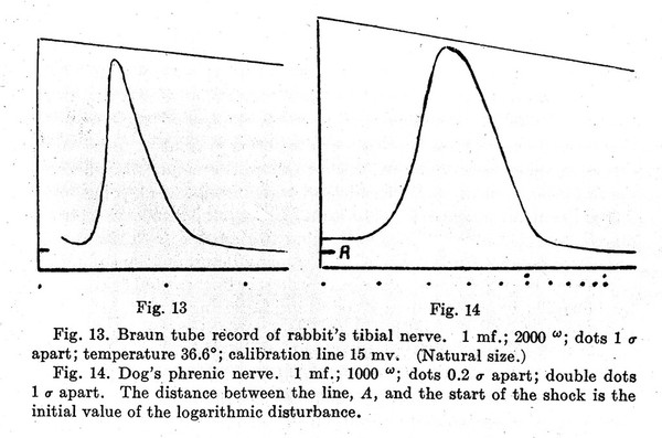 "Action currents in mammalian nerves, demonstrated by cathode ray oscillograph", Erlanger and Gasser