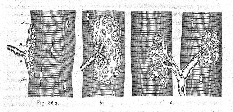 Handbuch der Lehre von den Geweben des Menschen und der Thiere / unter Mitwirkung von J. Arnold [and others] ; herausgegeben von S. Stricker.