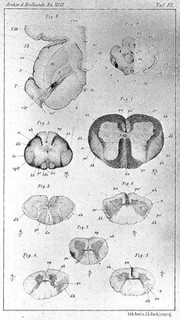 Pyramidal tract in brain and cord