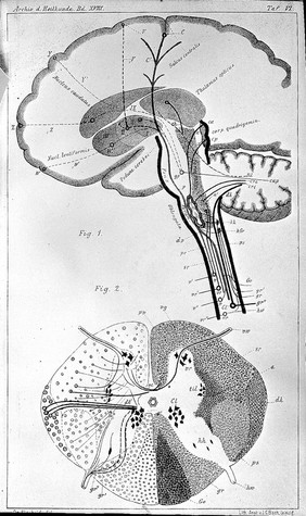 Fibre connections of basal ganglia and spinal cord