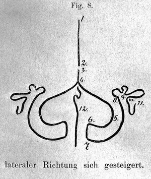 view L. Bolk, diagram of the development of cerebellum