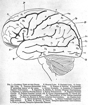 On the convolutions of the human brain / by Alexander Ecker ; translated by John C. Galton.