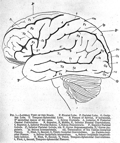 On the convolutions of the human brain / by Alexander Ecker ; translated by John C. Galton.