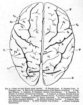 On the convolutions of the human brain / by Alexander Ecker ; translated by John C. Galton.