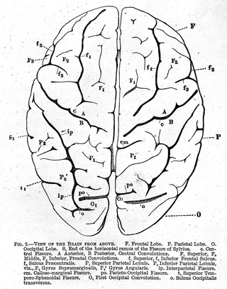 On the convolutions of the human brain / by Alexander Ecker ; translated by John C. Galton.