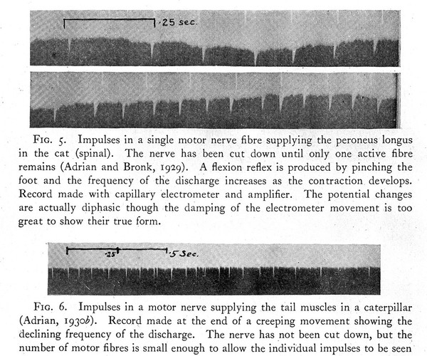 The mechanism of nervous action : electrical studies of the neurone / by E.D. Adrian.