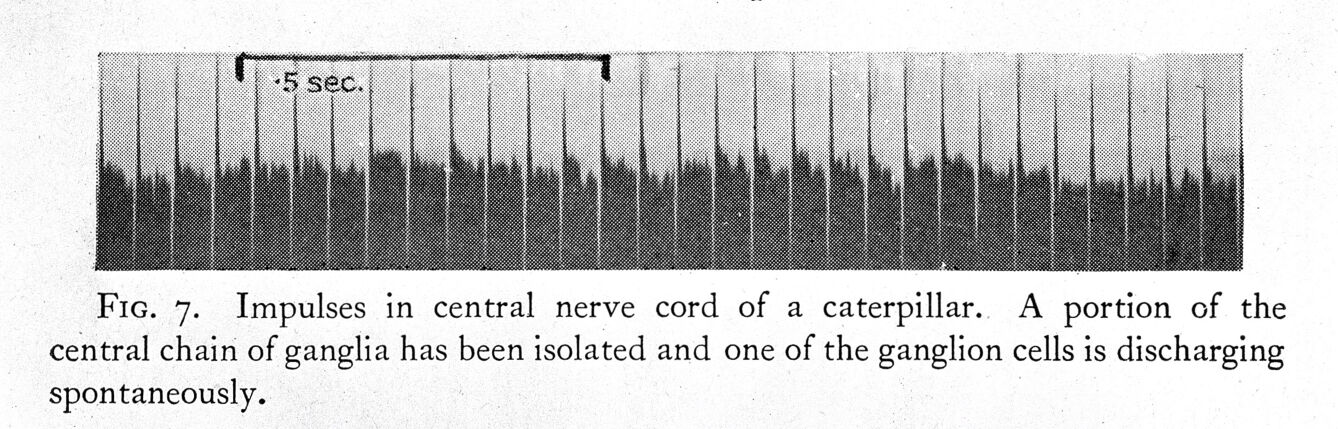 The mechanism of nervous action : electrical studies of the neurone / by E.D. Adrian.