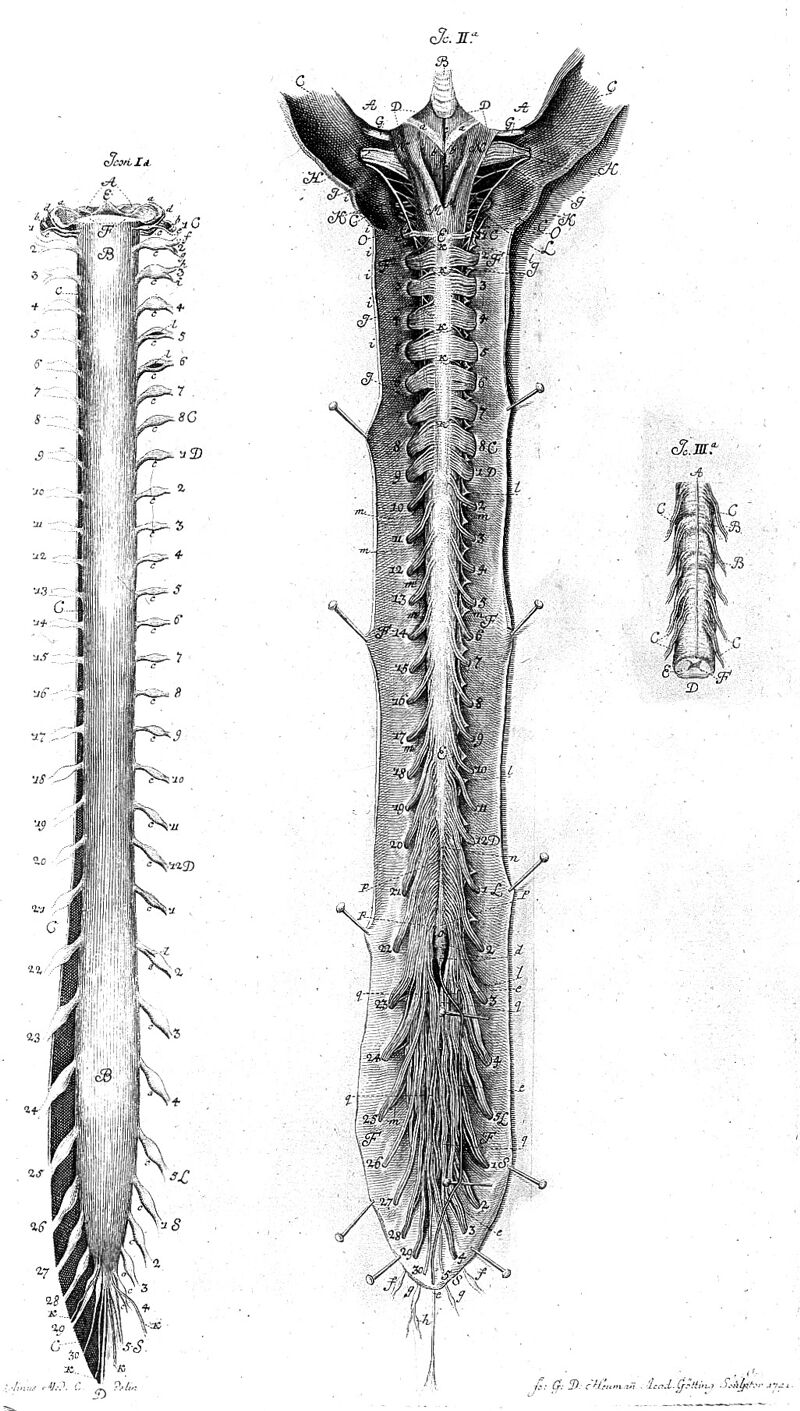 Spinal cord and roots and dural tube which covers them. Icon Ia, IIa