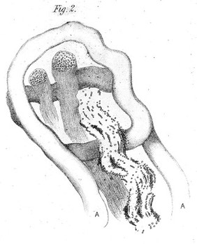 Experiments on the section of the glosso-pharyngeal and hypoglossal nerves of the frog and observations of the alterations produced thereby in the structure of their primitive fibres / by Augustus Waller ; communicated by Professor Owen.