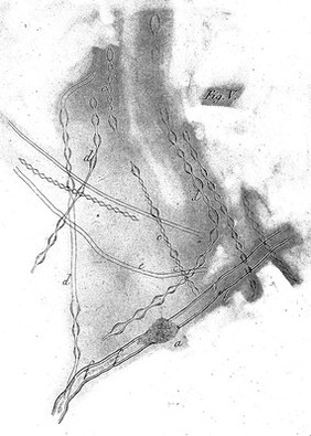 Archiv für Anatomie, Physiologie und wissenschaftliche Medicin.