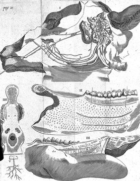 Nicolai Stenonis Observationes anatomicae, quibus varia oris, oculorum, et narcium vasa describuntur, novique salivae, lacrymarum et muci fontes deteguntur, et novum nobilissimi Bilsii de lymphae motu et usu commentum examinatur et rejicitur / [Nicolaus Steno].