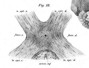 view Optic chiasm, human, 19th century.