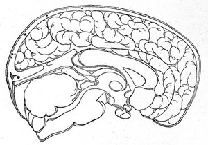 view Saggital section of brain