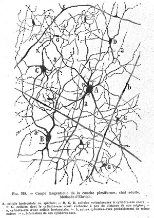 view Cerebral cortex of adult cat.