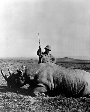 view Theodore Roosevelt in 1909, beside a rhinoceros.