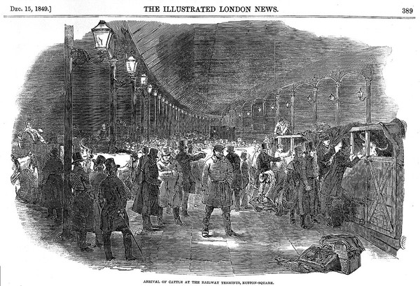 Arrival of cattle at Euston rail terminus, 1849.