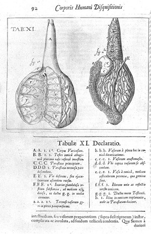 view The testis from Highmore, Corporis humani disquisitio anatomica, 1651