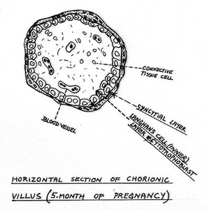 view Horizontal section of chorionic villus.