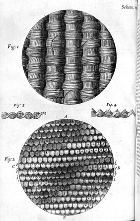 Robert Hooke, Micrographia, silks.