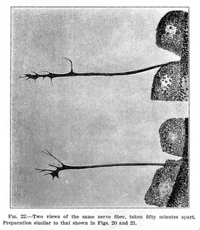 Timed views of a neve fibre.