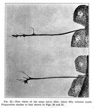 view Timed views of a neve fibre.