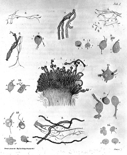 Observationes anatomicae et microscopicae de systematis nervosi structura. Accedunt duae tabulae aëri incisae / [Robert Remak].