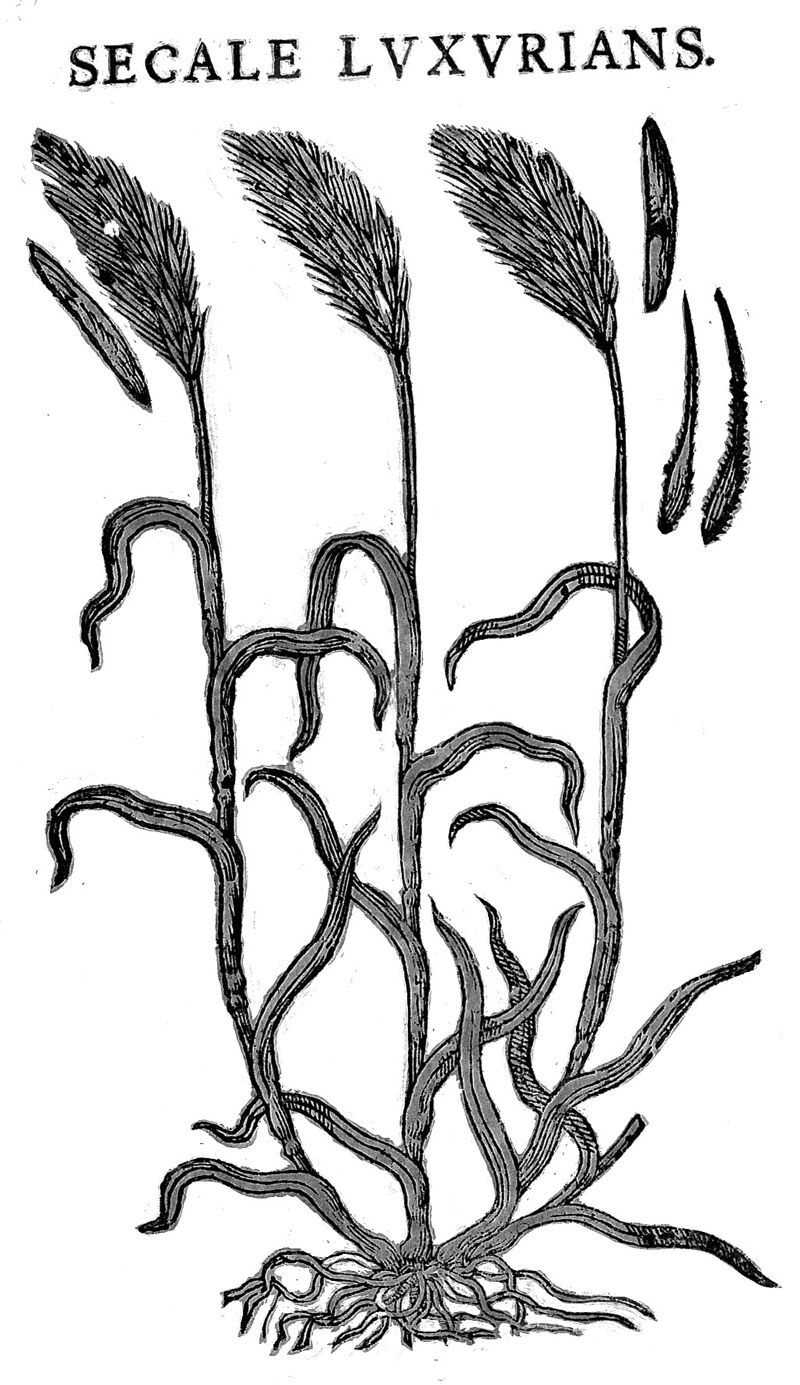 First illustration of rye infected by ergot Collection