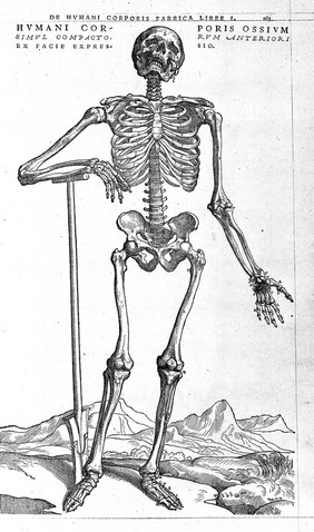 Andreae Vesalii Bruxellensis, scholae medicorum Patauinae professoris De humani corporis fabrica libri septem.