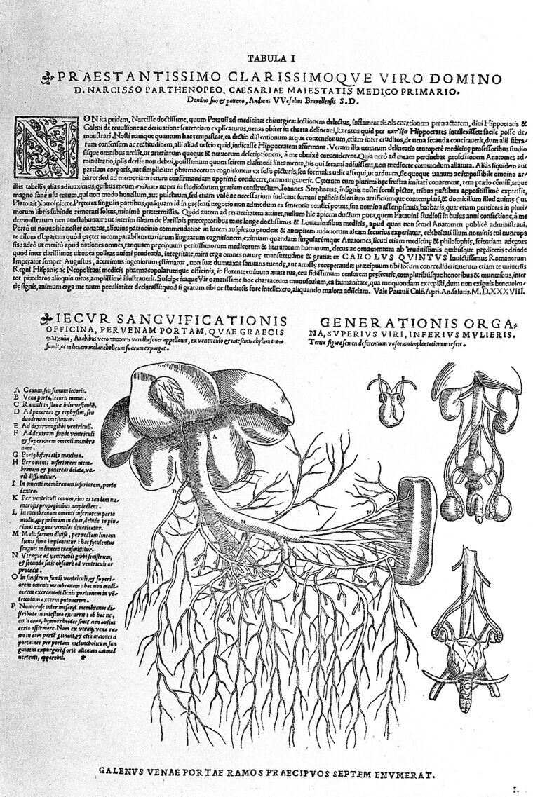 Tabulae Anatomicae Sex By Vesalius Wellcome Collection 0855