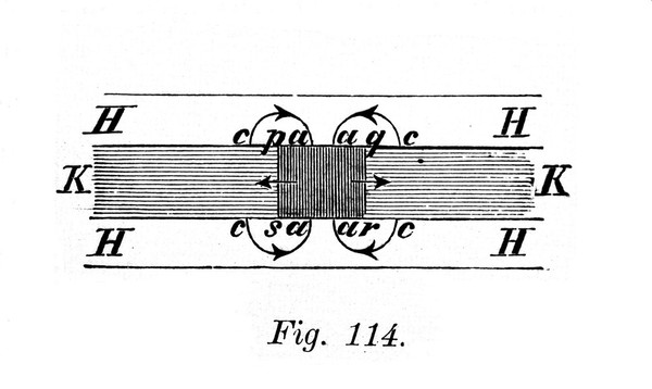 Lehrbuch der Physiologie ... / von L. Hermann.