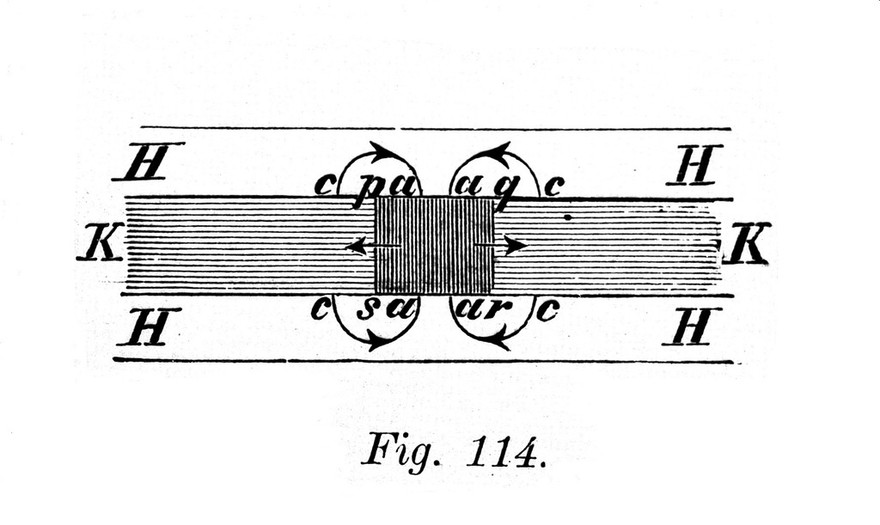 Lehrbuch der Physiologie ... / von L. Hermann.