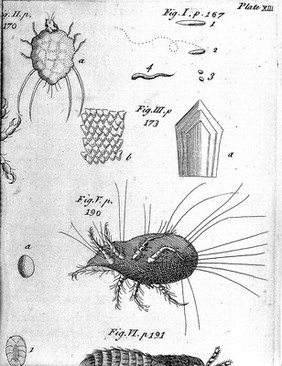 The microscope made easy: or, I. The nature, uses and magnifying powers of the best kinds of microscopes ... II. An account of what surprizing discoveries have been already made by the microscope / By Henry Baker.