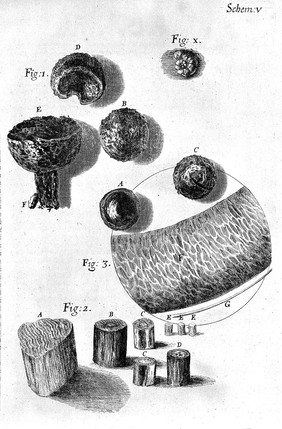 Robert Hooke, Micrographia: hair