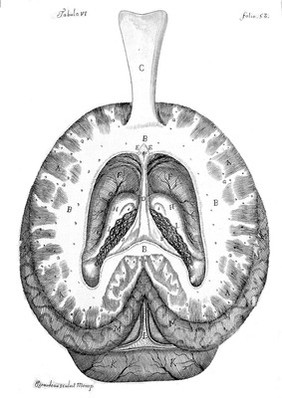 Brain: transverse section of cerebral hemisphere.