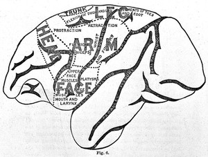 view An early brain map (monkey), "Cerebral localization" Ferrier, 1890